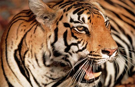leopard نیم‌رخ